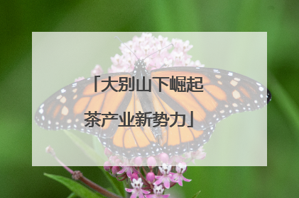 大别山下崛起茶产业新势力